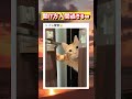 人間みたいにドアを開ける猫wwwww #面白い #おもしろ #tiktok #Twitter #2ch #5ch