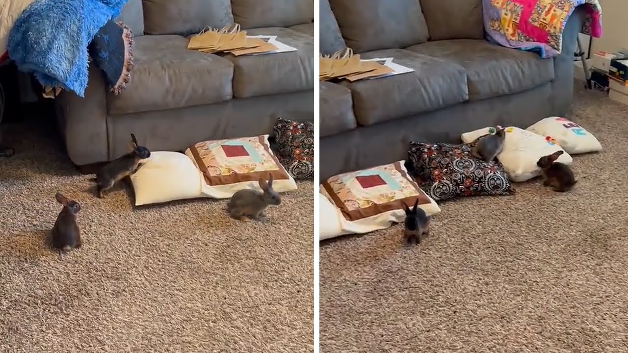 Energetic bunnies with zoomies hilariously bump heads Shorts YouTube