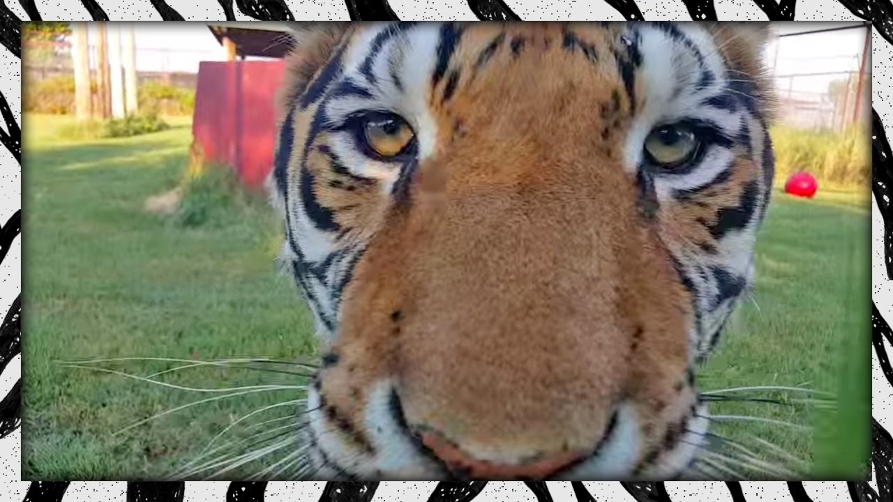 big cat derek soft and squishy Just walking around, talking to big cats