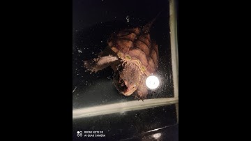 Cùng cho rùa alligold cực nhoi và xflo snapping ăn cá chép mồi !