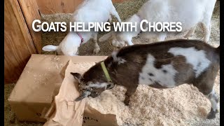 Goats Help with the Chores