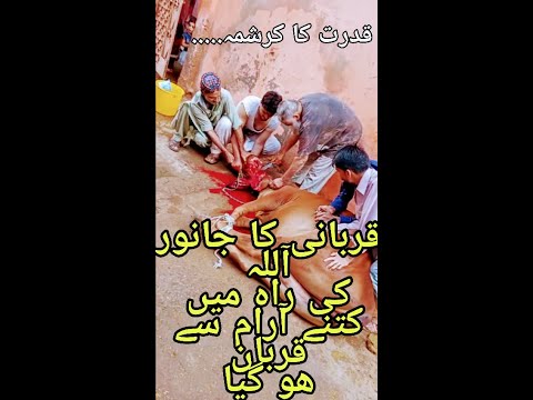 قربانی کا جانور اللّہ کی راہ میں قربان ھو گیا | قدرت کا کرشمہ