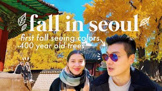 Colorblind husband's FIRST time seeing fall colors! 🍂 400 y/o ginkgo | Day in the life in SEOUL