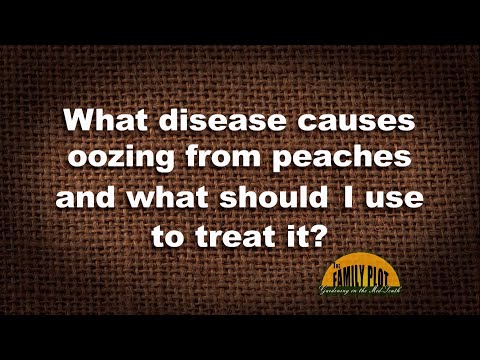 Vidéo: Help, My Nectarines Are Oozing - Why Nectarine Fruit Oozes Sap