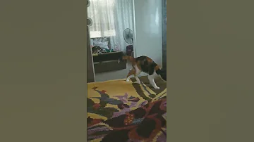 صوت يجذب القطط Meme Fun Cat Cats 