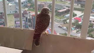 2020황조롱이육아 37Kestrel nesting - 막내야 막내야, 잘가~고마워~ Magnei,Magnei. Good bye, thank you!!