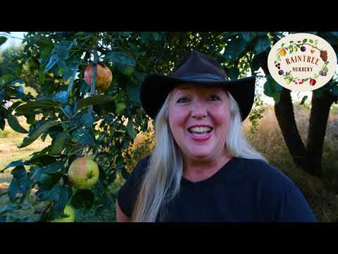 Video: Hvornår skal man plukke Goodland-æbler?