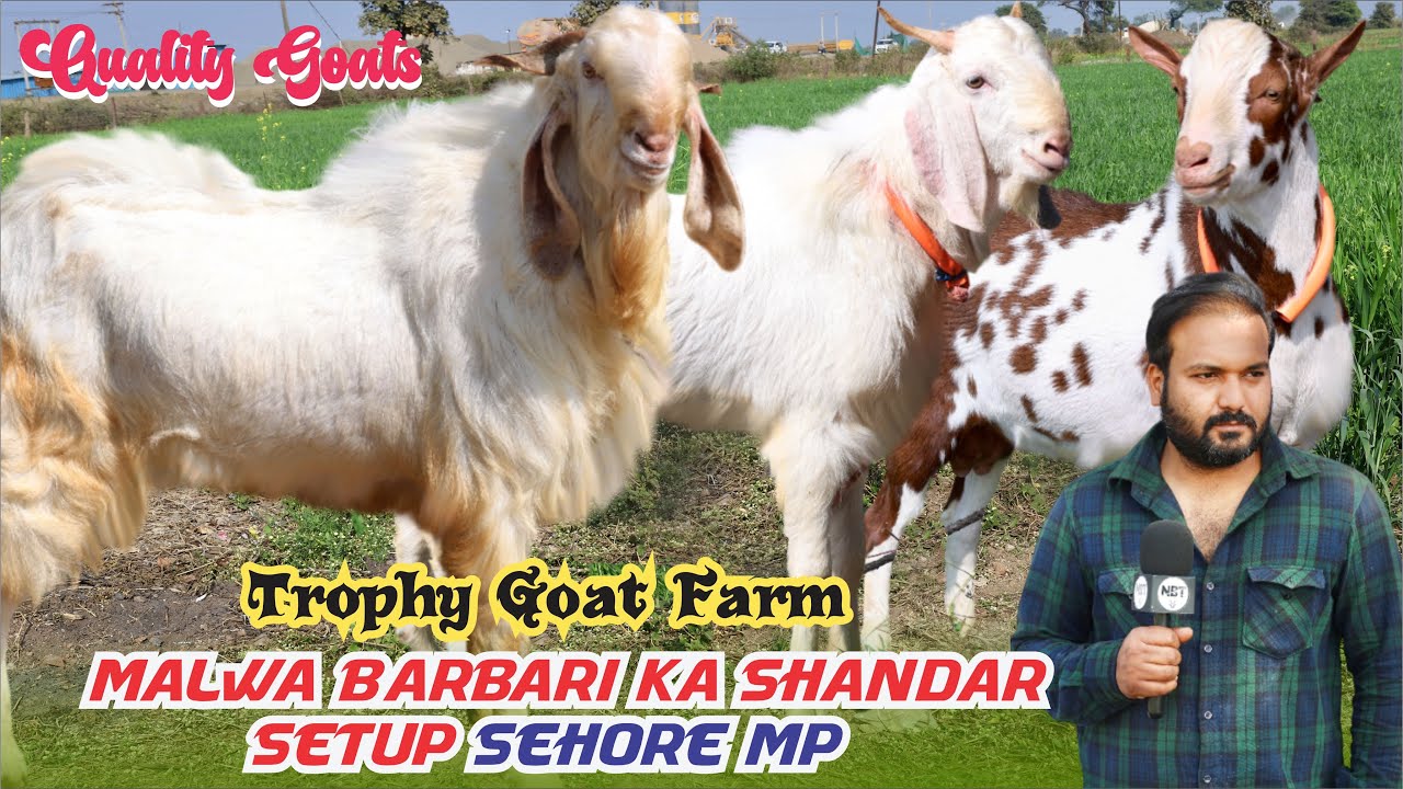 Malwa Barbari ka Shandar Setup At Trophy Goat Farm