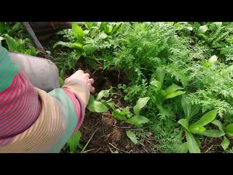 Video: Světlice Barvířská (Rhaponticum Cartamoides) - Pěstování A Příprava Extraktu