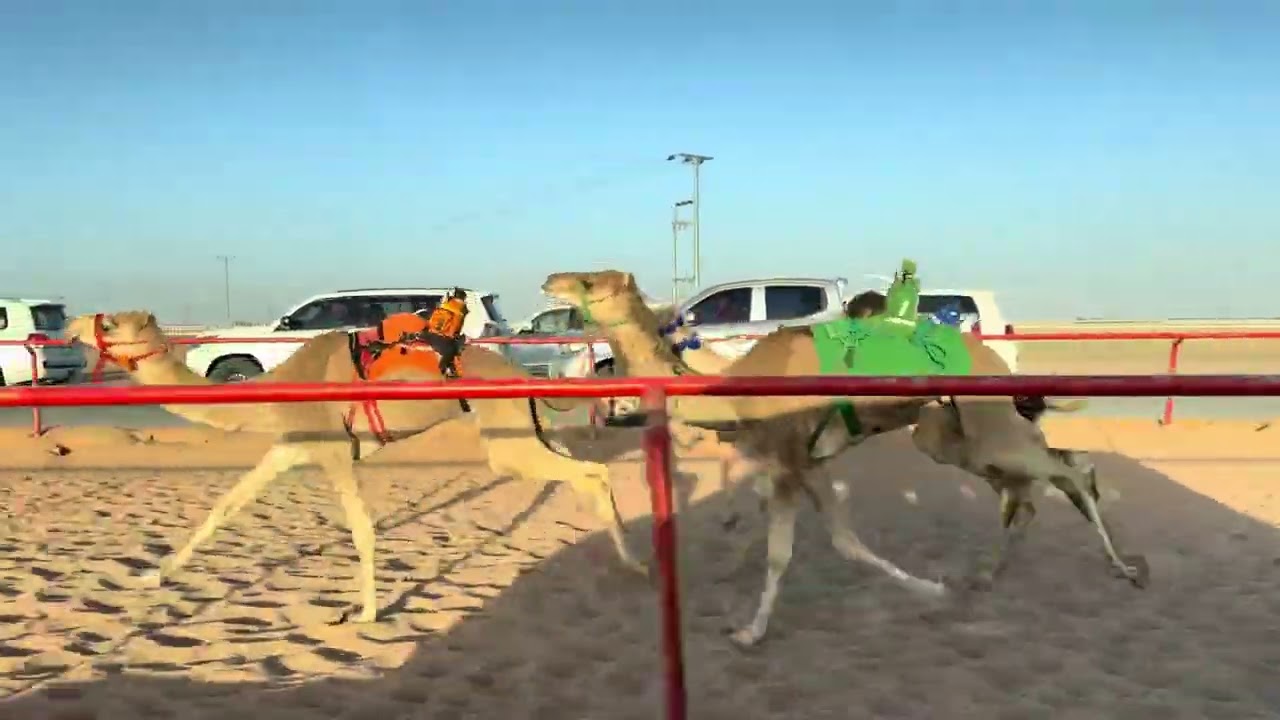 ش 12 قعدان مفاريد مرموق ل فهد عبدالله الجروح الشمري