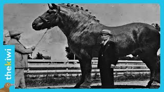 Brooklyn Supreme  The biggest horse in history screenshot 1