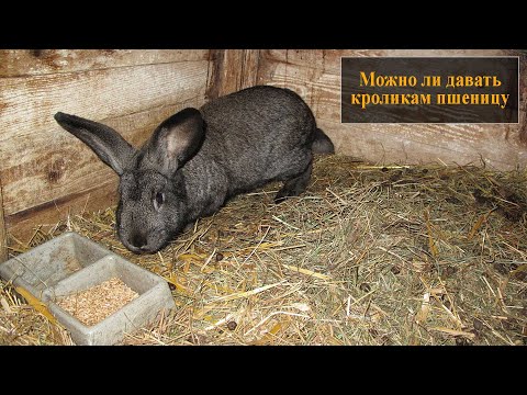 Можно ли давать пшеницу кроликам