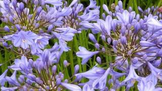 Agapanthus (HD1080p)