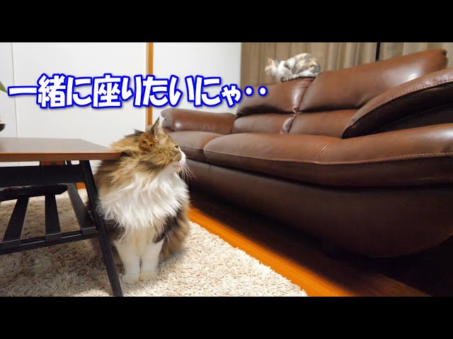 ネコ吉と一緒にソファーに座りたい巨猫のボス吉