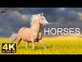 Horses  4k    scenic relaxation film with calming music