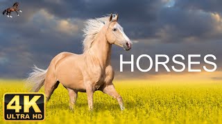 HORSES  4K    Scenic Relaxation Film With Calming Music