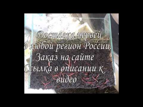 Черви за 20 дней съедают органические отходы и производят удобрение биогумус!