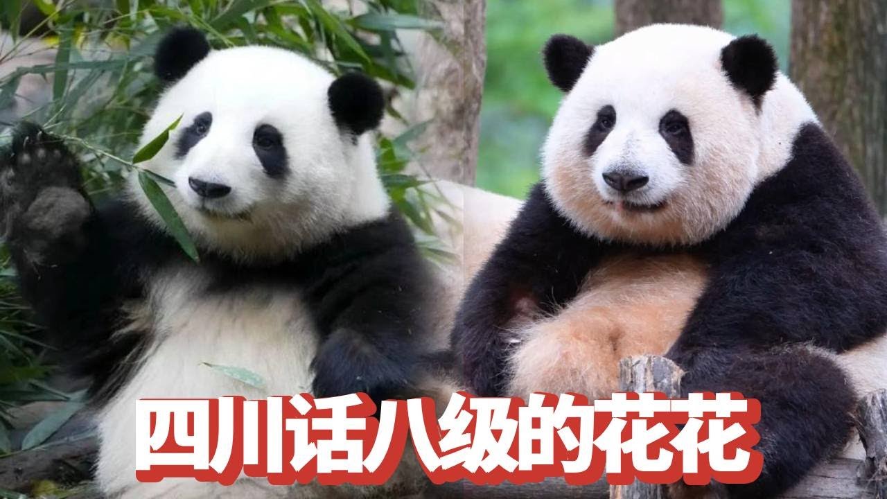 天赋异禀的花花四川话都过八级了！和爷爷一问一答咬字清晰，难怪能成为局长！【追娱秀场】