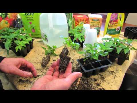 (2 of 9) Growing Tomatoes & Peppers: Acclimation (to Sun), Fertilizing, Cup Transplanting Peppers 