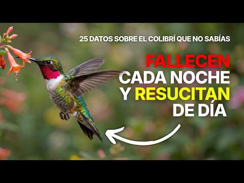 25 Datos Fascinantes Sobre el Colibrí que No Sabías