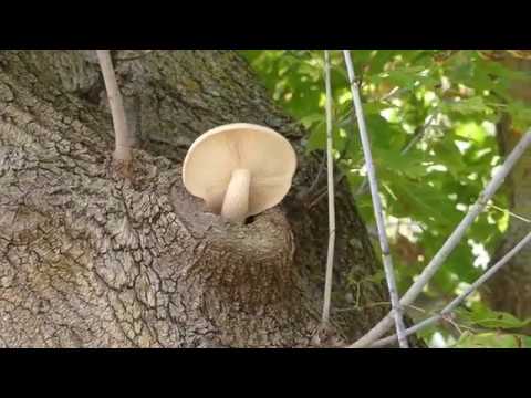   Edible Wild Plants