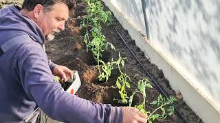 AM TERMINAT DE PLANTAT ÎN SOLAR🍅🍅AVEM ROȘII COAPTE🤣