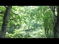 森の家　十和田湖畔 ：旅の音景色
