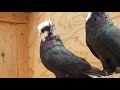 23.06.18. По просьбе Орджоникидзевские белохвостые голуби. Ordzhonikidze white-tailed pigeons.