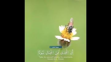 ﴿يخرج من بطونها شراب مختلف ألوانه فيه شفاء للناس﴾ آيات الله في النحل | القارئ : عبدالله الموسى