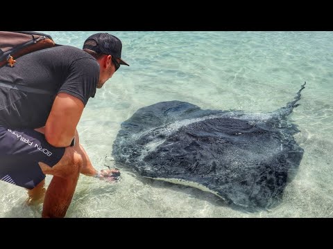 STACHELROCHEN hautnah! Hamelin Bay • Injidup⎜Australien Reise VLOG #37