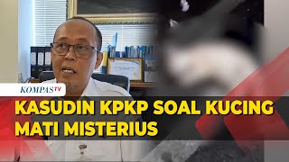 Dinas KPKP Soal Penyebab 21 Ekor Kucing Mati Misterius di Sunter