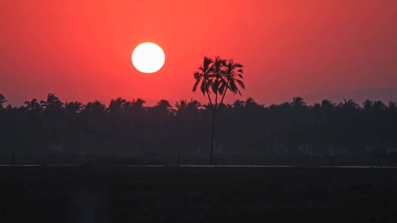 Rare 3 headed Coconut palm(Cocos nucifera)