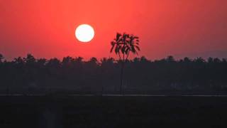 Rare 3 headed Coconut palm(Cocos nucifera)