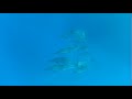 Dolphins in Marsa Alam ( July 2021 ) - маленькая банда ( около 20  ;) / часть 5