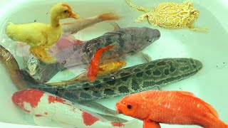 Các Loại Cá Quê Tôi| Cá Chuối Hoa, Con Ếch, Con Vịt, Cá Chép Vàng, Cá Koi, Cá Hạc Đỉnh Hồng