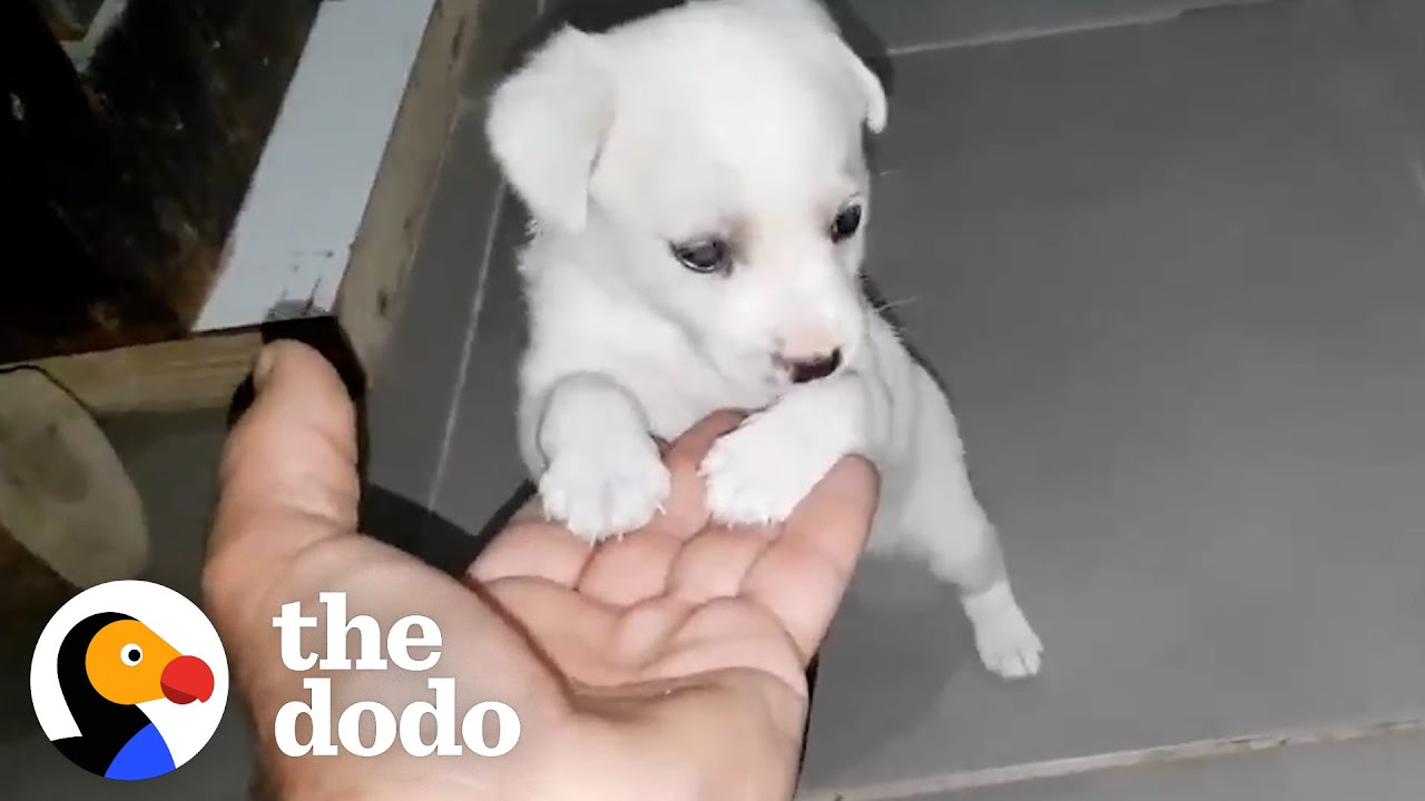 Puppy Left Outside Supermarket Is So Happy Someone Came Along | The Dodo