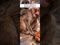 Moe's Patience with Punch-kun #macaquemonkey #macaque #viralmonkey #shortsyoutube #short #shorts