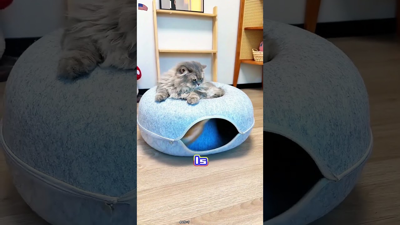 When Your Cat Mistakes the New Bed for an Earthquake Ride! 🐱🍩😂#Shorts #foryou#Cat#Dog#funnyanimal