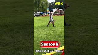 Tom Garner Kennels Top Studs 2026
