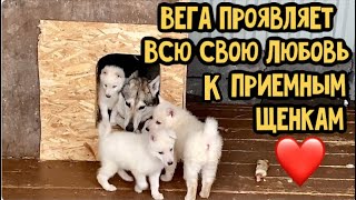 Волэнд Вега проявляет всю свою любовь к приемным щенкам.