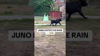 Juno Hates The Rain