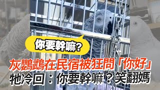 和灰鸚鵡打招呼「你好」牠撇頭冷回：你要幹嘛😒｜寵物動物｜寵物鳥｜搞笑｜精選影片