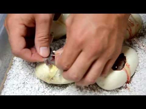 Hypo Burmese Pythons Hatching