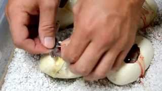 Hypo Burmese Pythons Hatching