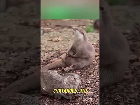 Камешки в лапах выдры 😯 #Shorts