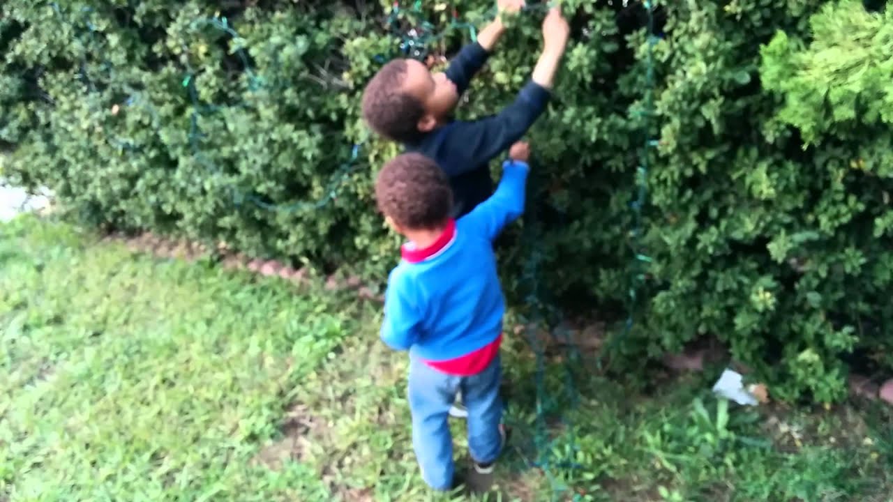 Putting Xmas lights on front yard bushes - YouTube