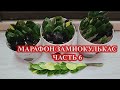 МАРАФОН ЗАМИОКУЛЬКАС - укореняем новым способом, чтобы на 1 листе было 2-3 клубня