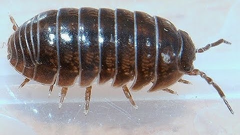 TF2 Lmaobox - Melee crit hack