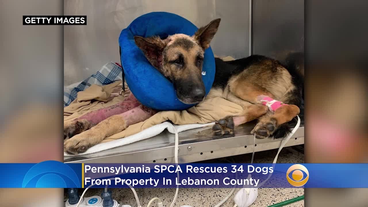 Pennsylvania SPCA Rescues 34 Dogs From 