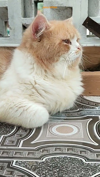 Jeno ngambek ga dibeliin cemilan 😄🐈💕#cat #kucinglucu #shorts #shortvideo